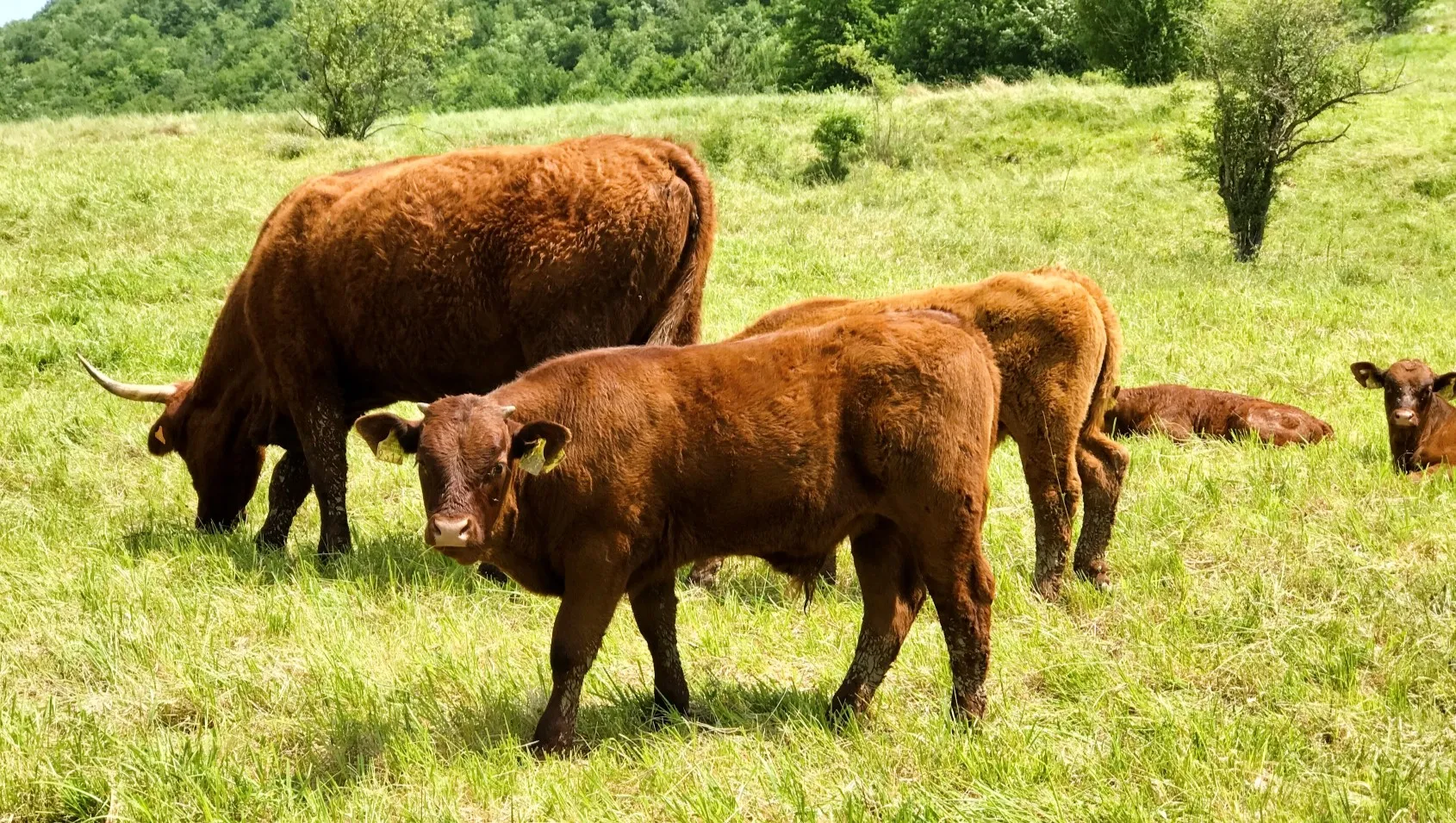 Dobrobit životinja na prvom mjestu