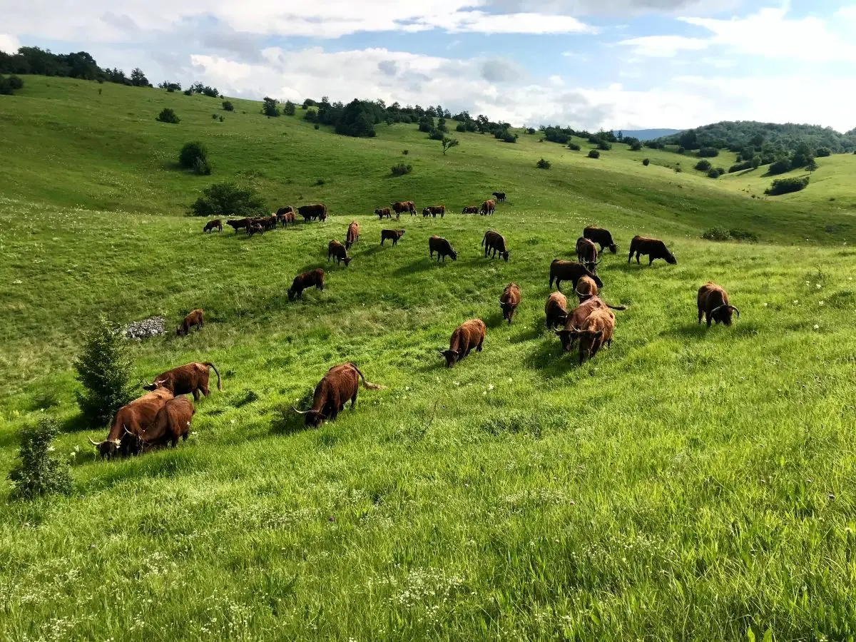 Lika – okruženje farme