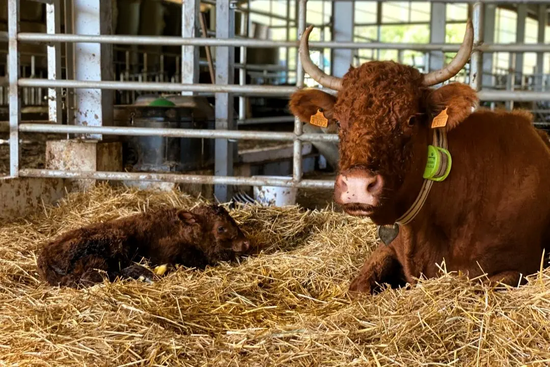 Na što paziti u prvim mjesecima života teladi i kako osigurati mirne uvjete za junice u stadu, s ciljem smanjenja stresa i boljeg razvoja životinja.