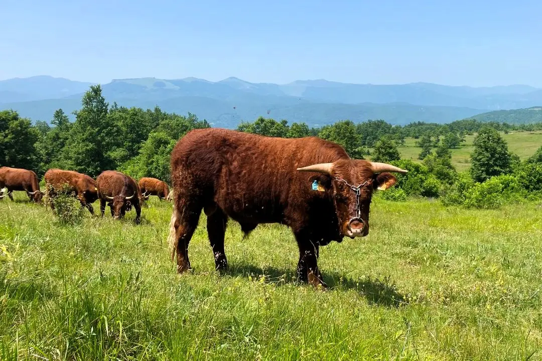 Na što paziti pri odabiru genetike i kako to utječe na kvalitetu teladi i stada, uz osvrt na prilagodbu bikova planinskim uvjetima uzgoja.