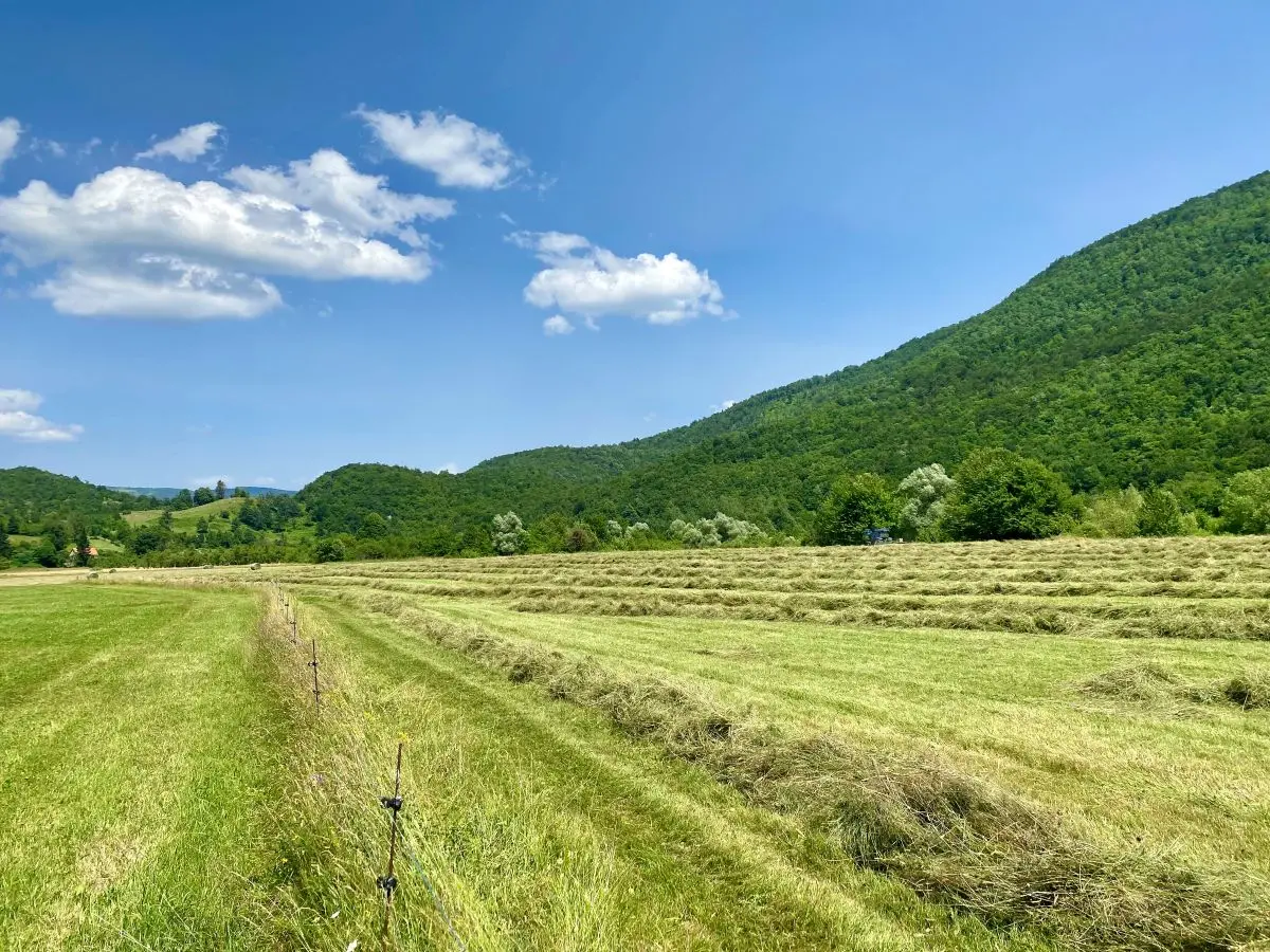 Priprema krme i ispaša – OPG Tankosić