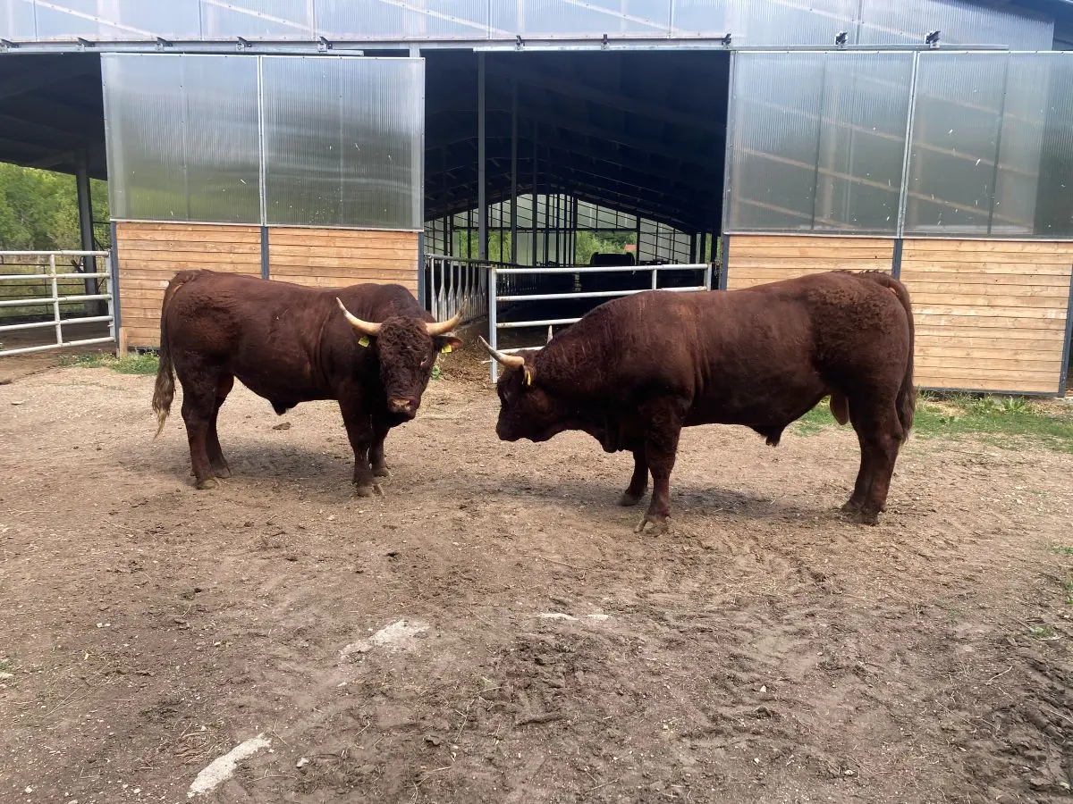 Selekcija i genetika stada