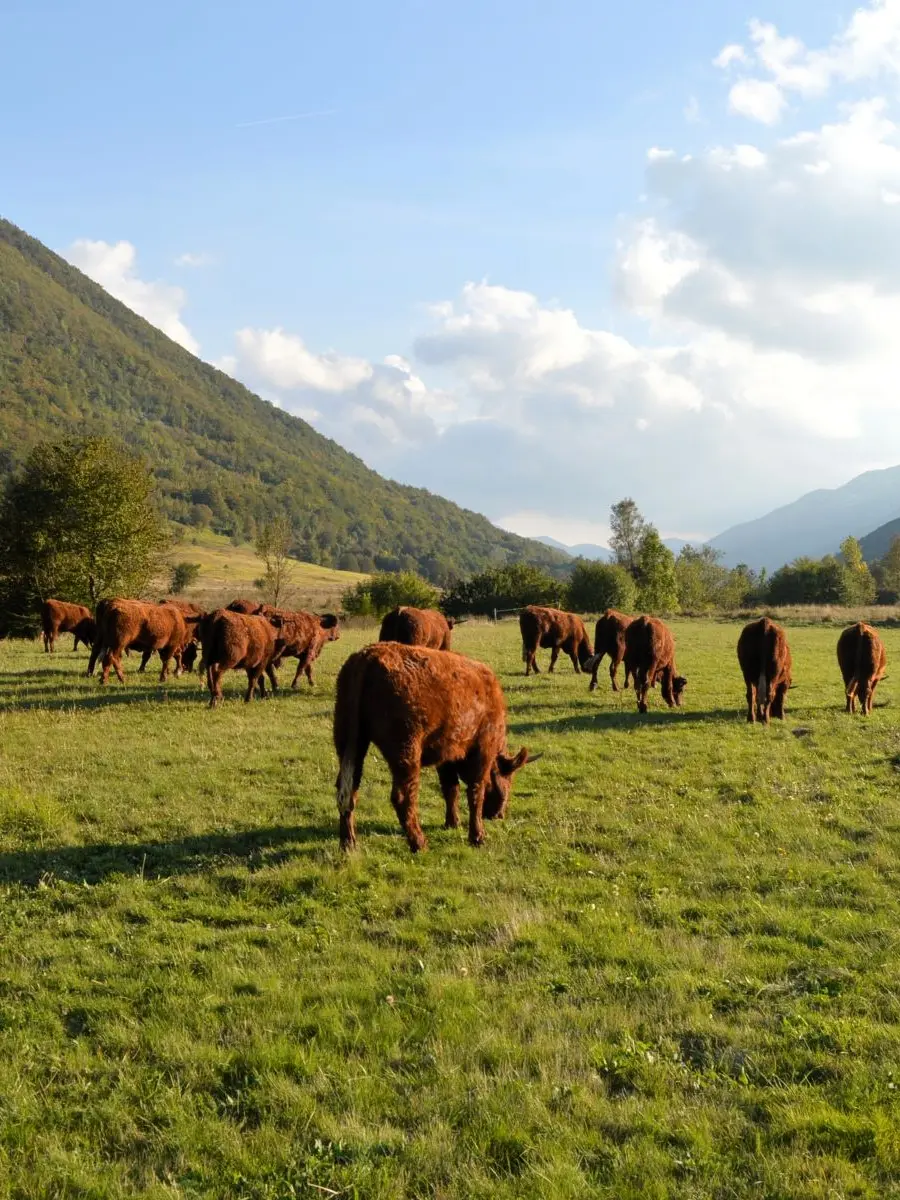 Dobrobit rasplodnih junica