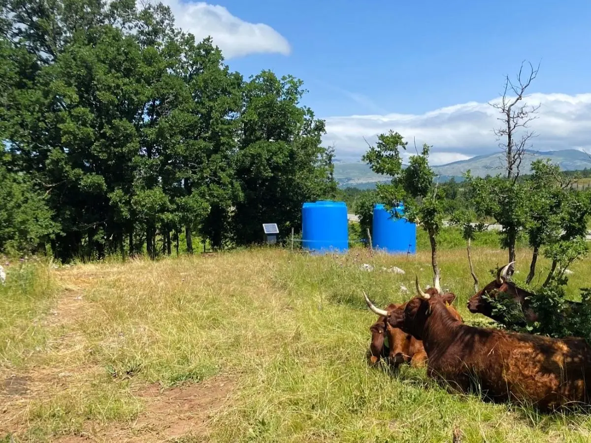 Hlad na pašnjaku i uvjeti za stado