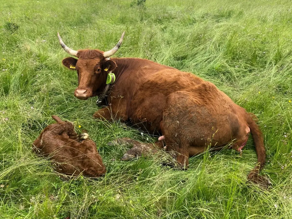 Terensko vozilo za nadzor stada i logistiku