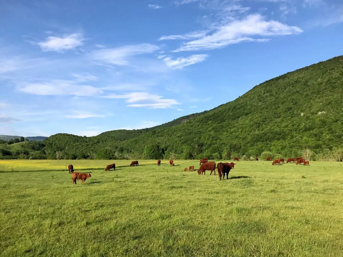 Od polja do stola– kvalitetna ispaša