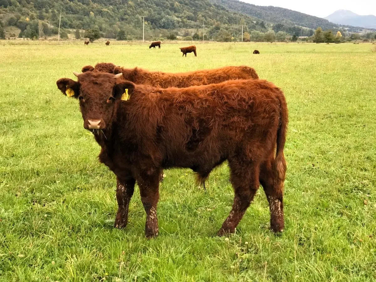 Slobodna ispaša –Vrhunsko meso