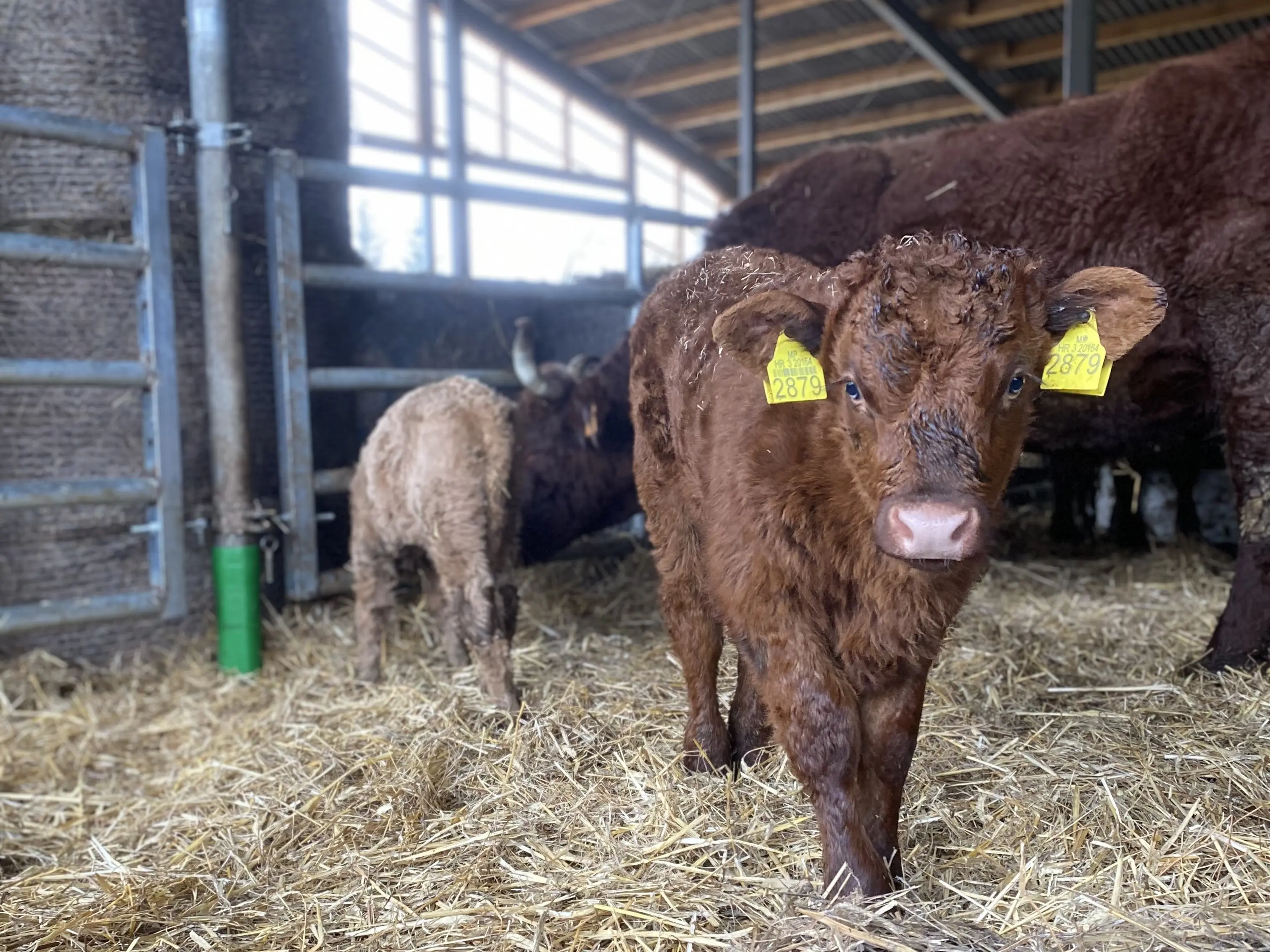 Tele na suhoj stelji