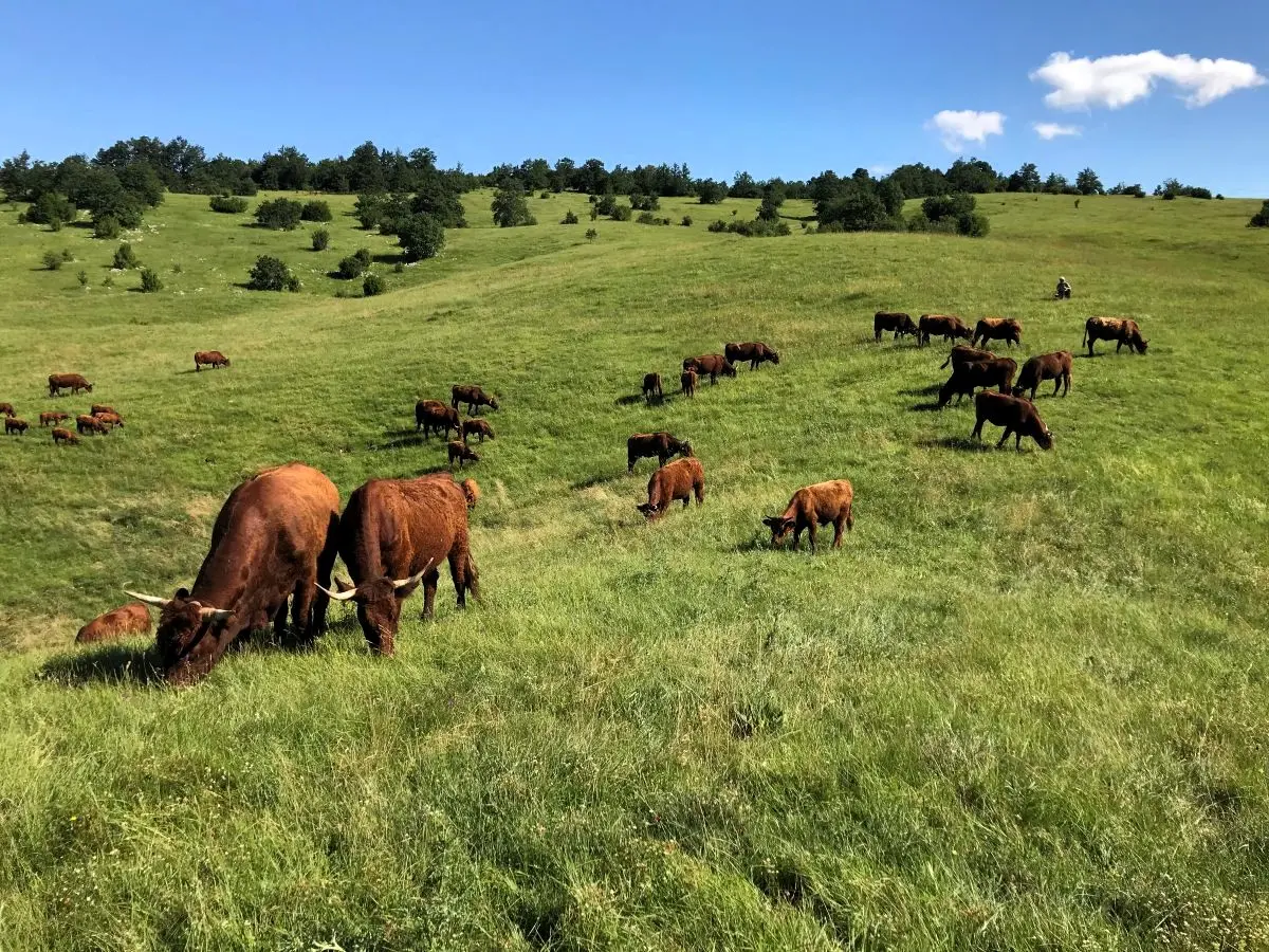 Salers na pašnjaku u Lici