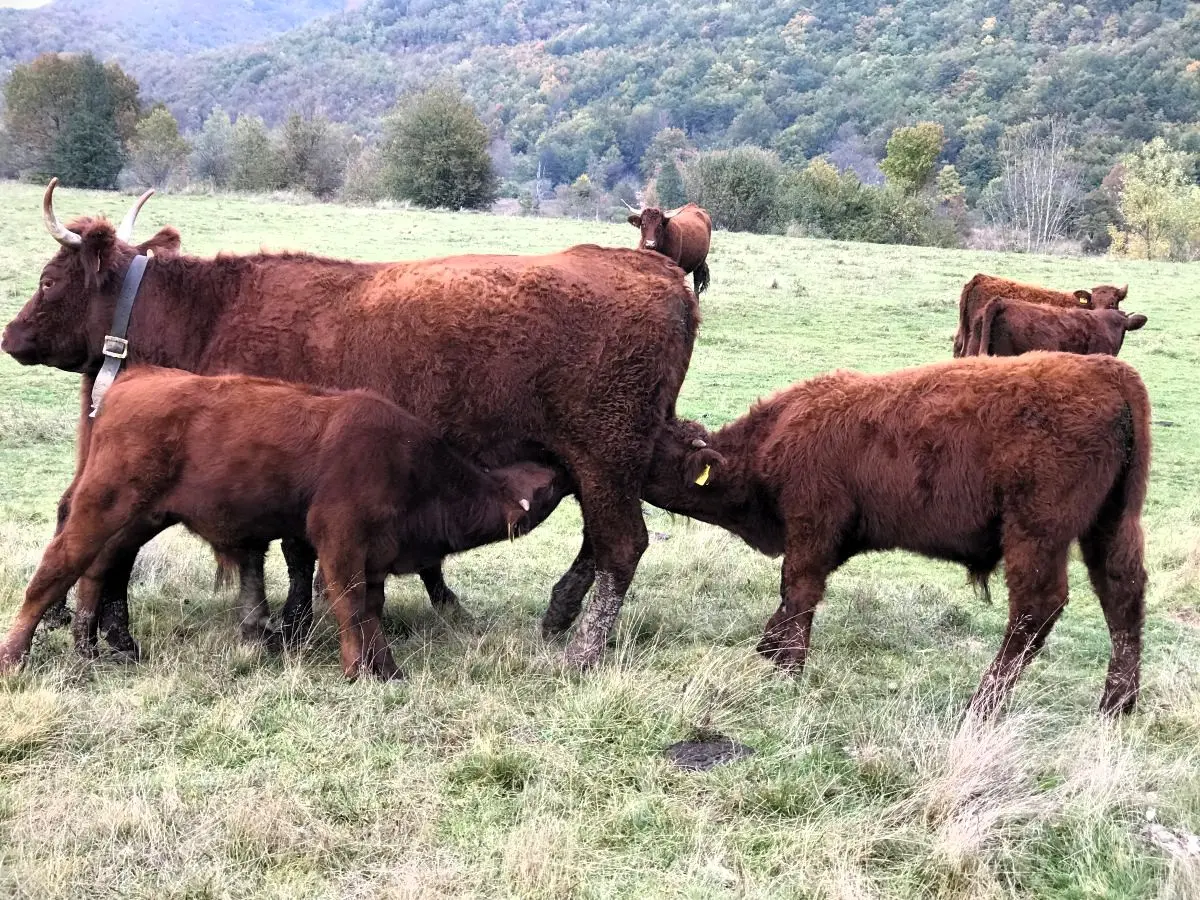 Salers krave i telad na ispaši