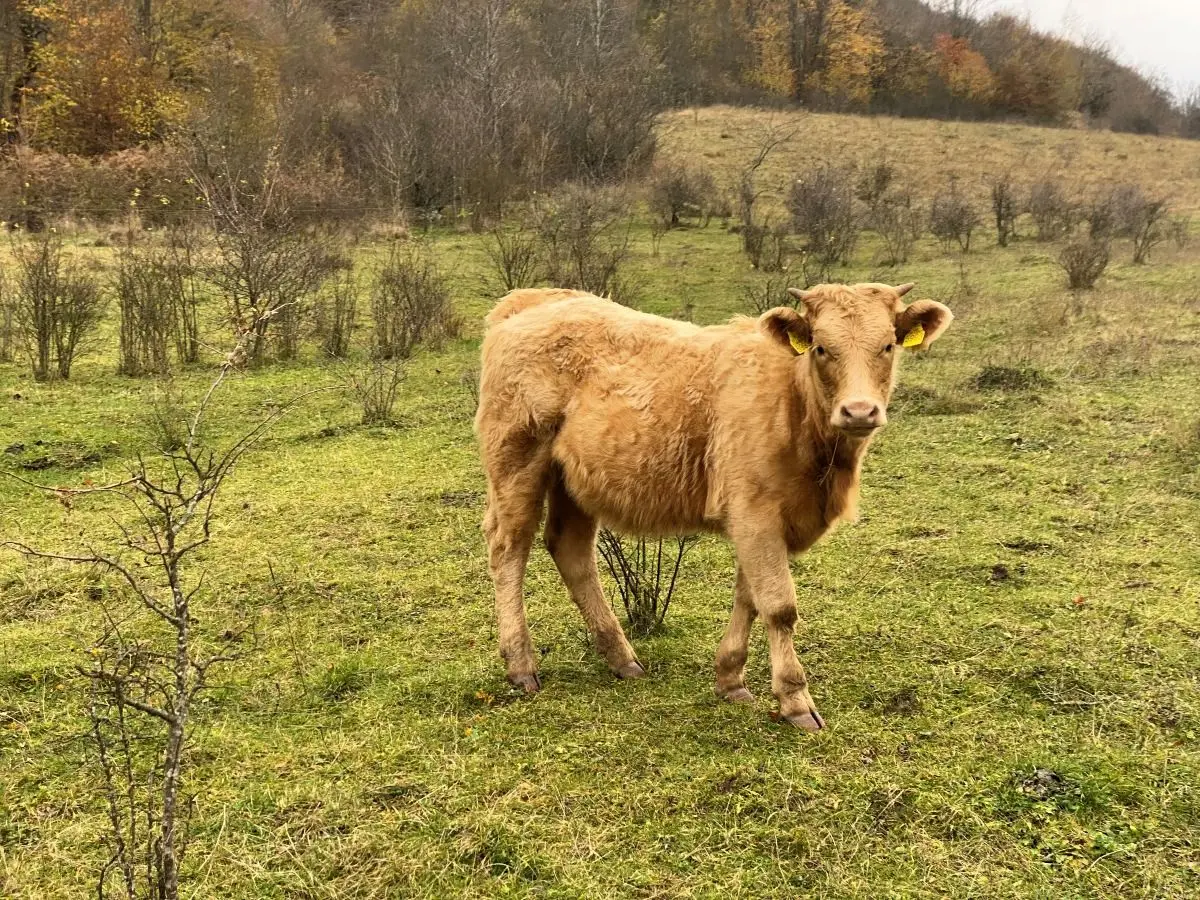 Križanje Salers × Charolais