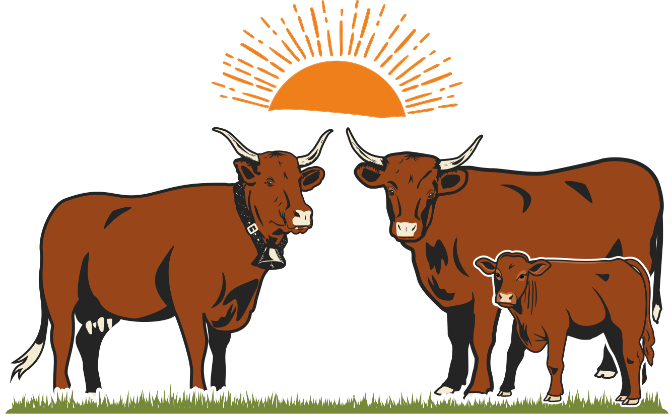 Pasmina goveda Salers